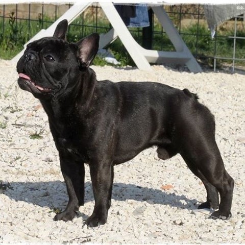 allevamento bulldog francese bologna