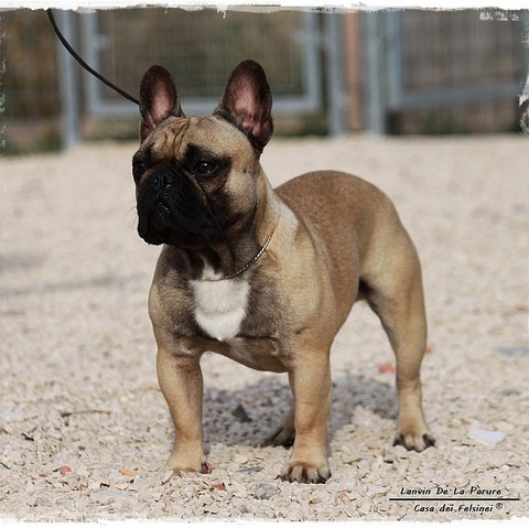 Bulldog Francese Bologna