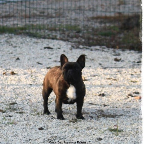 cuccioli bulldog francese