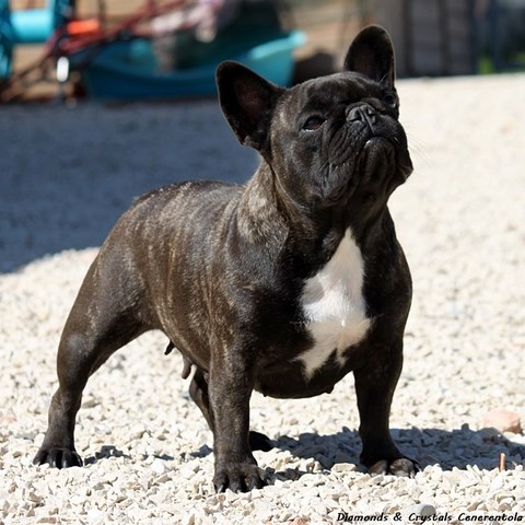 cuccioli bulldog francese