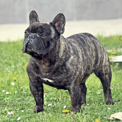 A'Vigdors Dumas Aleksander