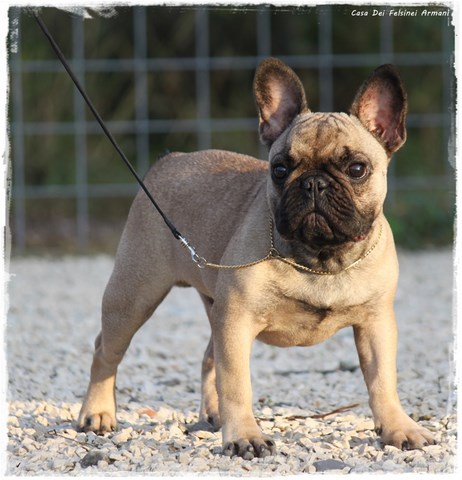 BULLDOG FRANCESE