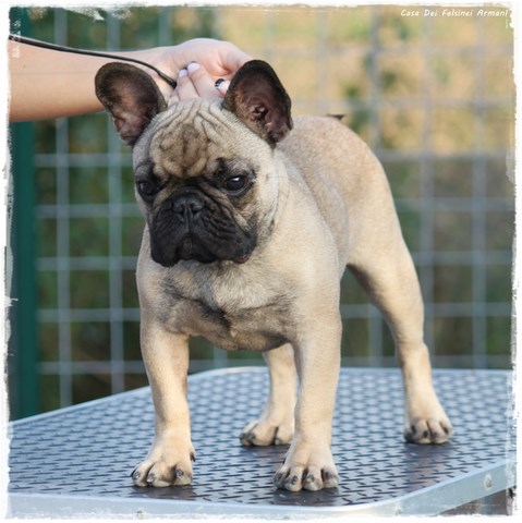 BULLDOG FRANCESE BOLOGNA