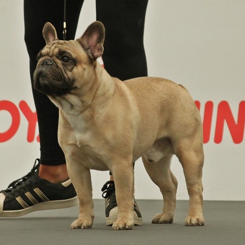 Bulldog Francese