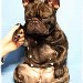 Allevamento Bouledogue Francese Bologna