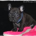 Allevamento Bouledogue Francese Bologna