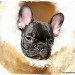 Allevamento Bouledogue Francese Bologna